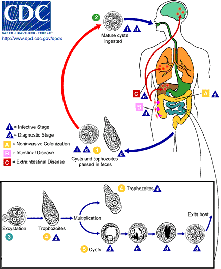 Prognosis Amebiasis Alomedika