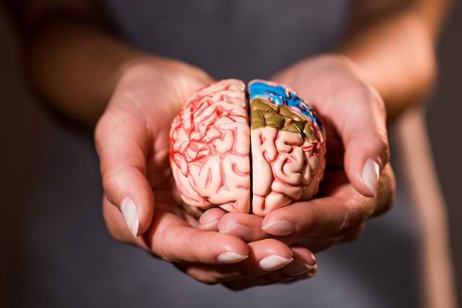 Mengenal Bagian Otak dan Fungsinya Bagi Tubuh - Alodokter