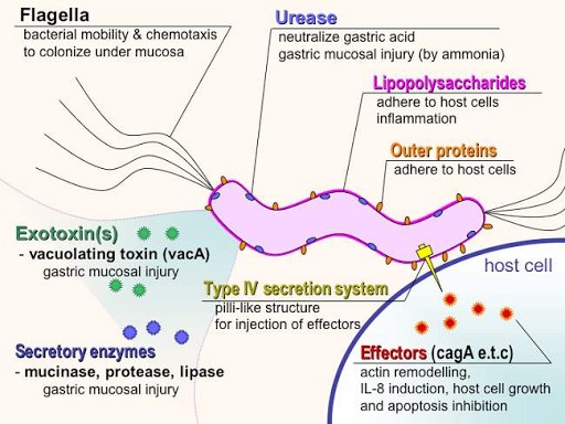 Helicobacter pylori Sumber: Y_tambe, Wikimedia commons, 2007.