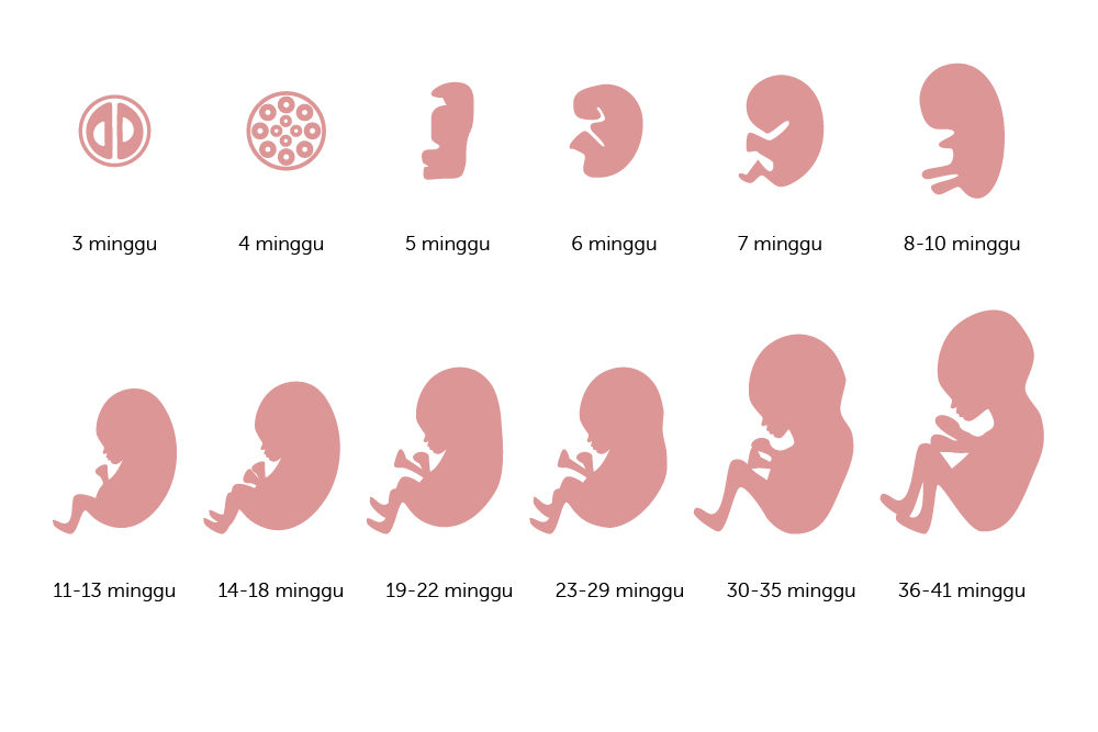 Ini Perkembangan Bayi Dalam Kandungan Dari Minggu Ke Minggu