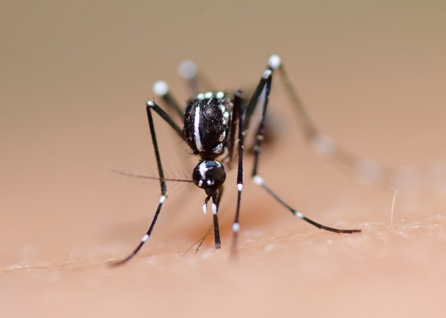 Mengenal Habitat dan Kebiasaan Nyamuk  Demam Berdarah Agar 