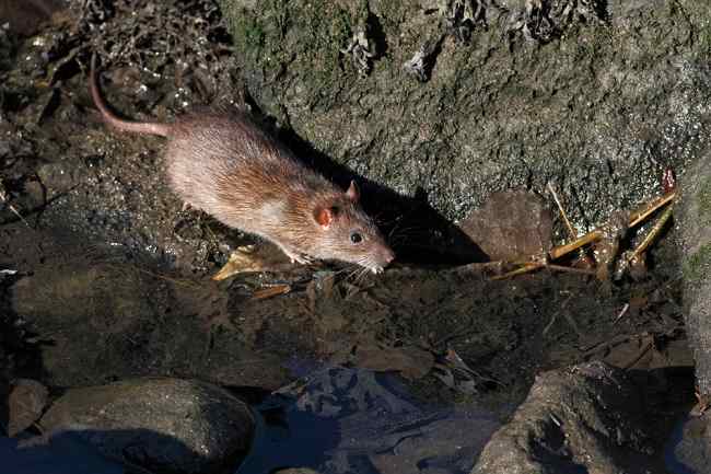 Leptospirosis, Disease in Flood