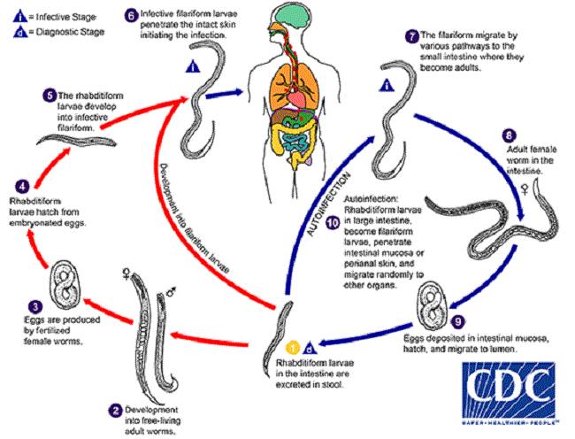 Siklus hidup Strongyloides stercoralis. (Sumber: da Silva AJ, Moser M. Centers of Disease Control and Prevention, 2002)