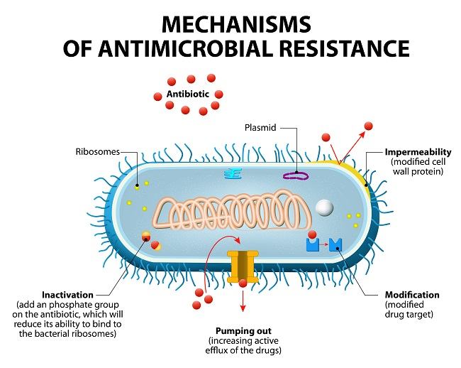 Antibiotic Resistance And How We Can Develop