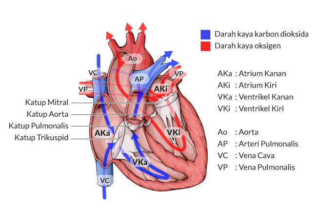 alodokter-penyakit-jantung
