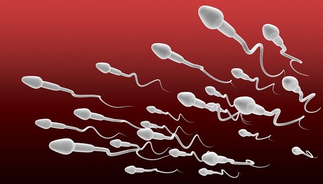 Mengenal Spermatogenesis Proses Pembentukan Sel Sperma Dalam Tubuh Alodokter 