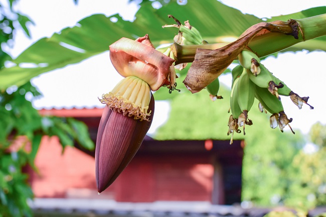 Ketahui Manfaat Jantung Pisang bagi Kesehatan - Alodokter