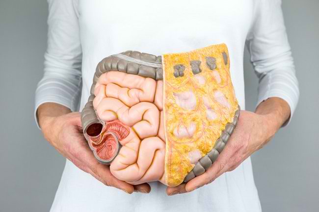 Fungsi Usus Halus dalam Proses Pencernaan Makanan - Alodokter