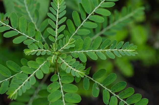 Inilah Tanaman Herbal yang Dapat Meningkatkan Daya Tahan Tubuh - Alodokter