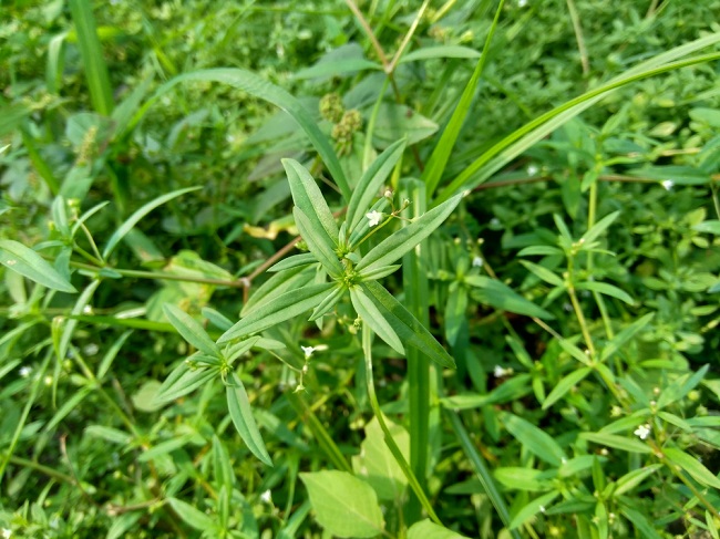 5 Manfaat Rumput Mutiara untuk Kesehatan Tubuh - Alodokter