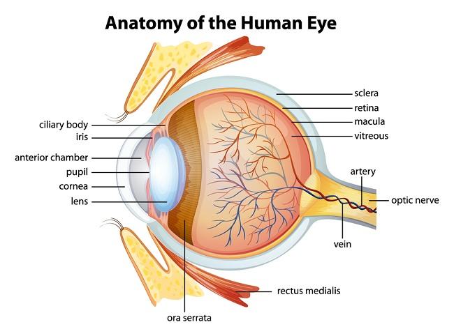 Melihat Lebih Dalam Anatomi Mata Anda - Alodokter