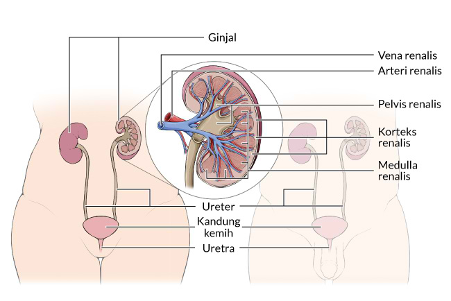 infeksi saluran kemih, gejala, penyebab, cara mencegah, cara mengobati, alodokter