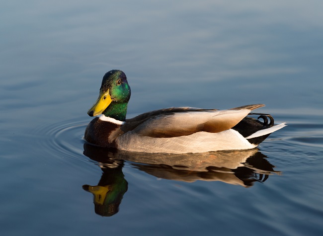 Duck Syndrome, Gangguan Psikologis yang Banyak Dialami Orang Dewasa Muda - Alodokter