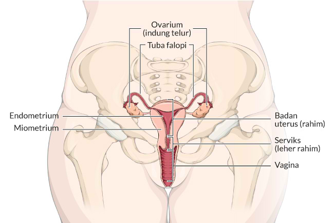 Kenali Anatomi Vagina Dan Keluhan Yang Sering Terjadi Alodokter