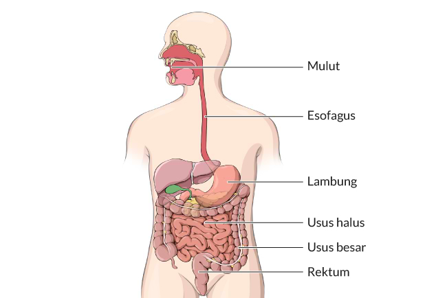 Organ yang berfungsi menyerap sari-sari makanan hasil pencernaan adalah