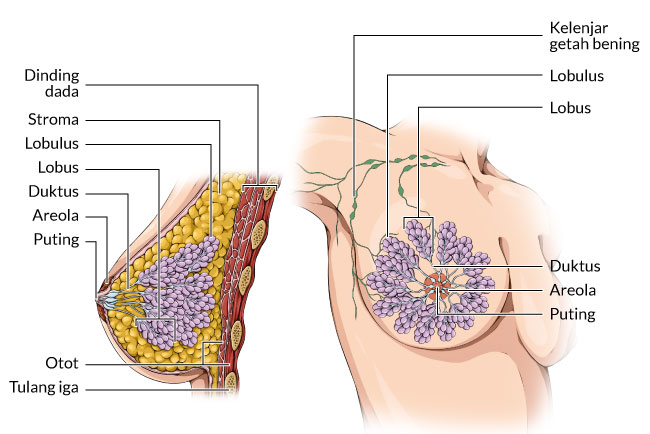 Mengenali Anatomi Payudara Wanita - Alodokter