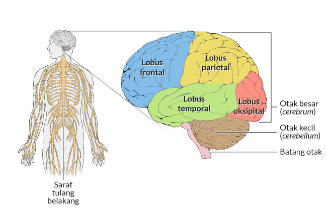 Ada berapa lobus paru-paru kiri dan ada berapa lobus paru-paru kanan