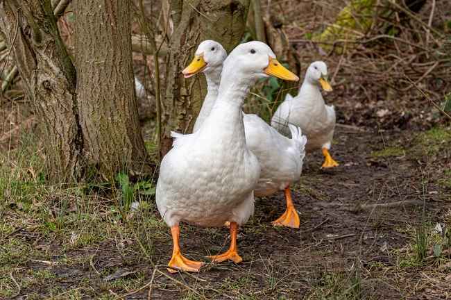 Seputar Anatidaephobia, Fobia terhadap Bebek - Alodokter