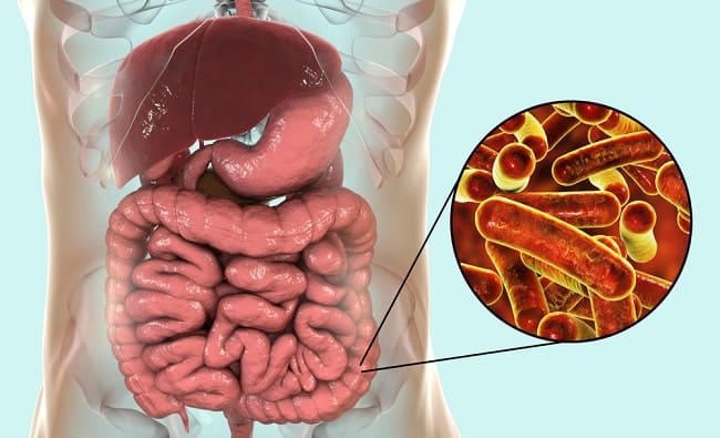 shigella disentri shigella disentri