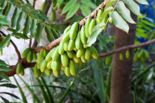 Ini Fakta Flavonoid Yang Perlu Anda Ketahui Alodokter