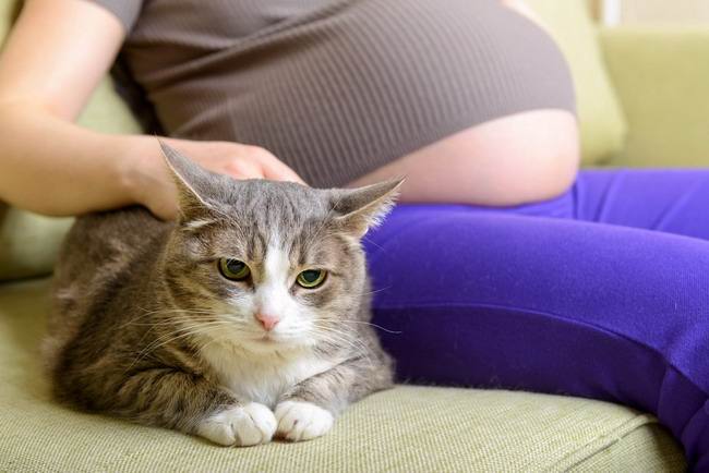 Bahaya Infeksi Toxoplasma bagi Ibu Hamil dan Langkah Pencegahannya - Alodokter