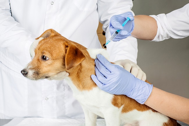 Berbagai Jenis Vaksin Anjing Beserta Jadwalnya - Alodokter