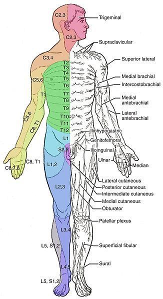 Sensorik