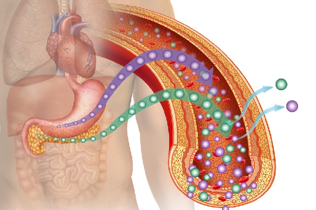 ภาวะดื้ออินซูลิน (Insulin Resistance) 