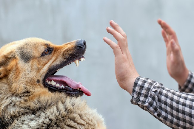 A,Male,German,Shepherd,Bites,A,Man,By,The,Hand.