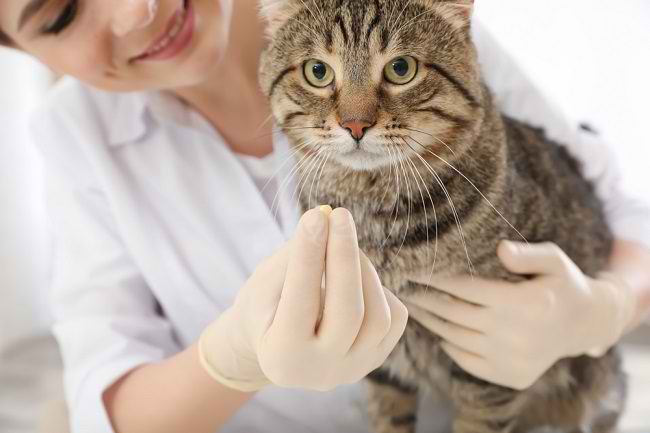 Pilihan Obat Cacing Kucing yang Aman dan Efektif  Alodokter