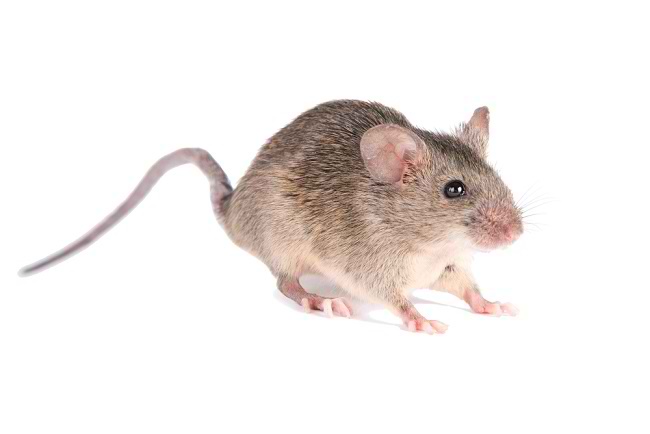 Apa Itu Hantavirus yang Tewaskan 3 Orang di Kapal MV Hondius?