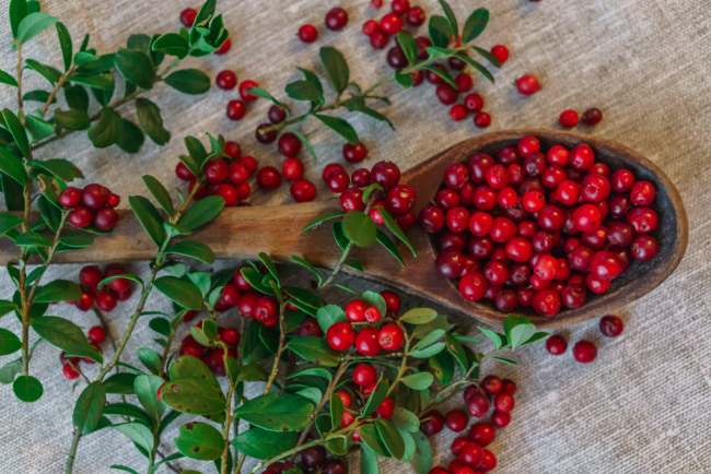Some of the Benefits of Lingonberry Fruit for Health