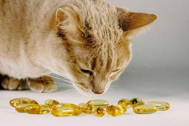 Berbagai Jenis Vitamin Kucing dan Manfaatnya - Alodokter