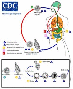 Sumber: CDC, Wikimedia commons.
