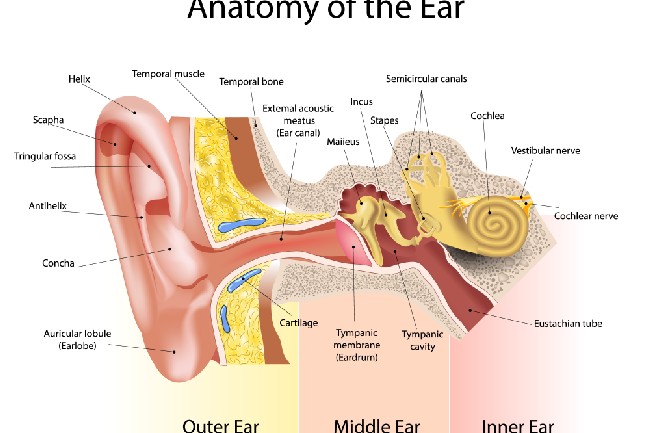 โครงสร้างหูและปัญหาที่เกี่ยวข้องกับการได้ยิน