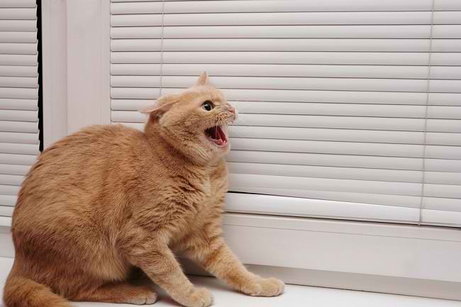 3 Symptoms of Rabies in Cats to Watch Out for