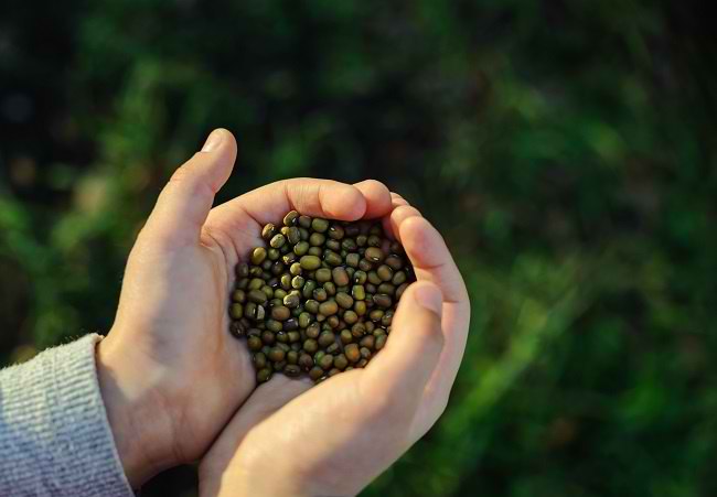 Khasiat Kacang Hijau untuk Kesehatan 