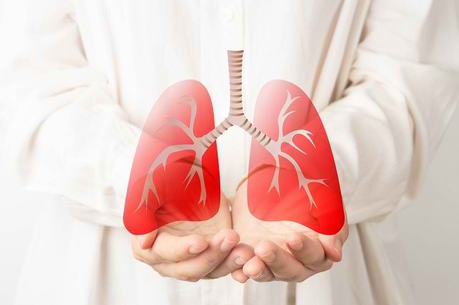 Mengapa paru-paru memiliki peran yang penting dalam proses peredaran darah