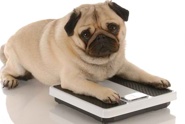 Recognize the characteristics of obesity in dogs and the various health risks that lurk