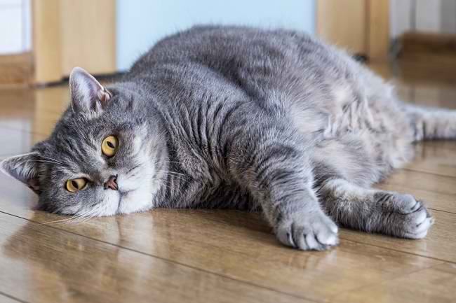 Obesity in Cats, Causes and Complications