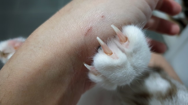 cat-scratch-disease-gejala-penyebab-dan-mengobati-alodokter