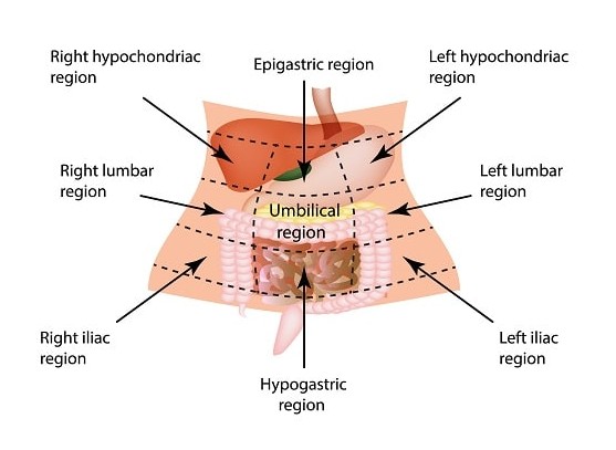 Gambar 2. Regio Abdomen-min