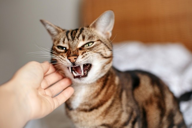 9 Ciri Kucing Stres dan Cara Terbaik Menanganinya - Alodokter