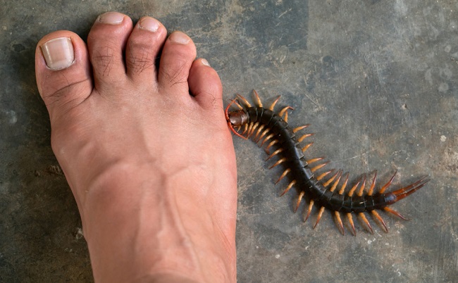 Symptoms and Treatment for Centipede Bites