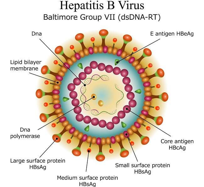 Apa Itu Hbv Dna