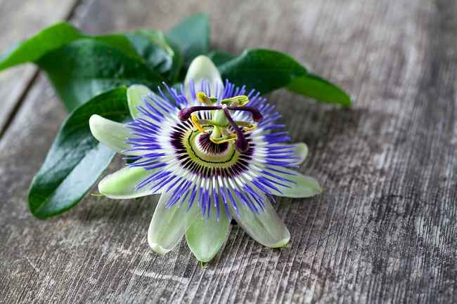 4 Manfaat Passion Flower untuk Kesehatan - Alodokter