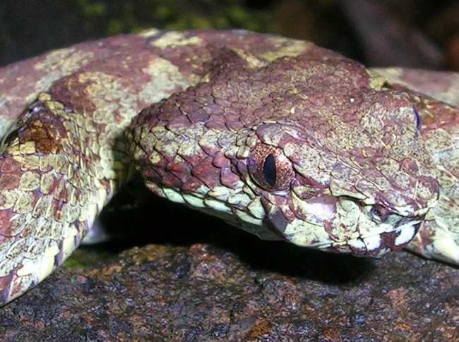 Gambar 4 Malabar rock pit-viper (Trimeresurus craspedocephalus malabaricus) (Source : L Shyamal Wynaad, Wikimedia commons, 2006)