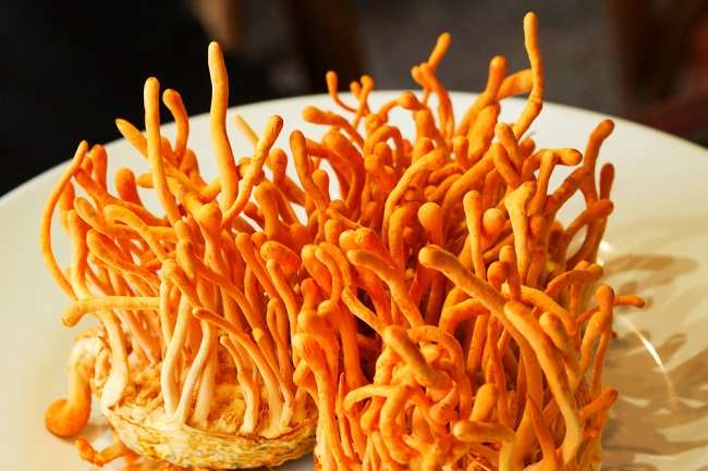 Cordyceps untuk Infeksi Saluran Pernapasan, Ini Manfaatnya - Alodokter