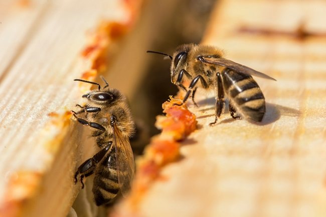 11 Manfaat Propolis untuk Kesehatan - Alodokter