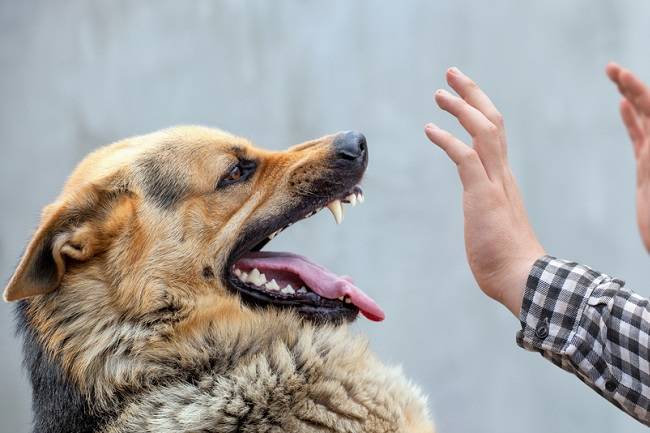 8 Ciri-Ciri Anjing Rabies yang Perlu Diwaspadai - Alodokter